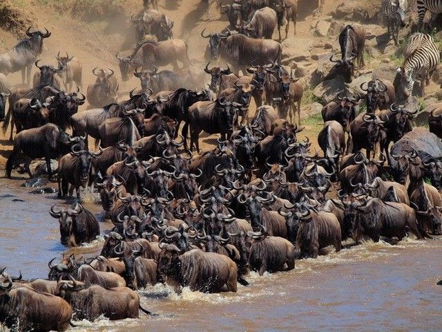 Kenya safari parks