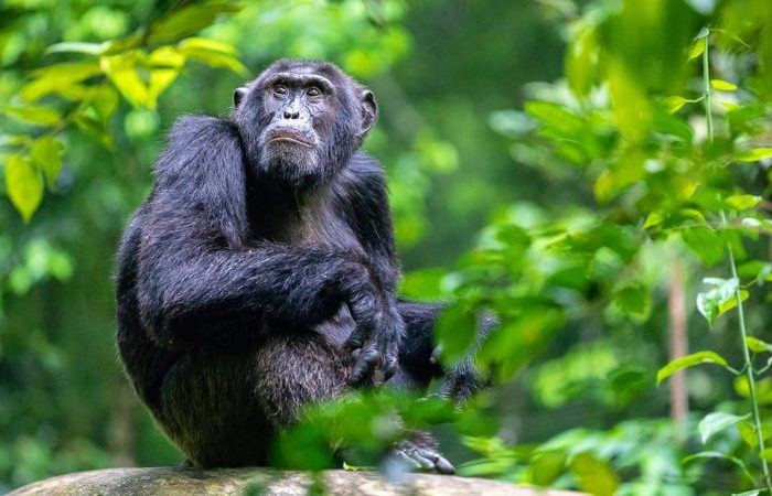 Uganda Chimpanzee safari